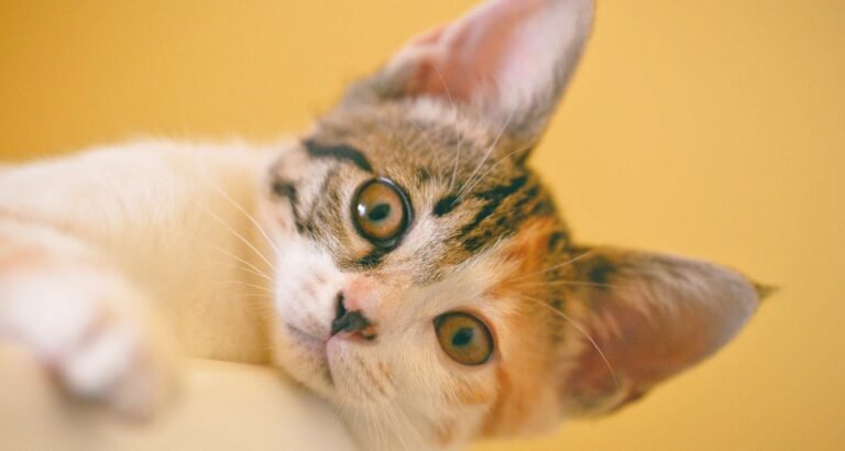 Your Cat’s Health: Diseases To Watch For