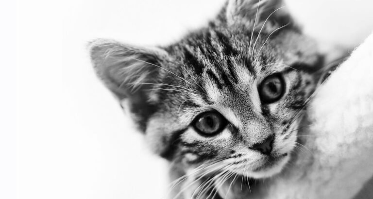 Tips And Tricks To Raising A Happier Feline